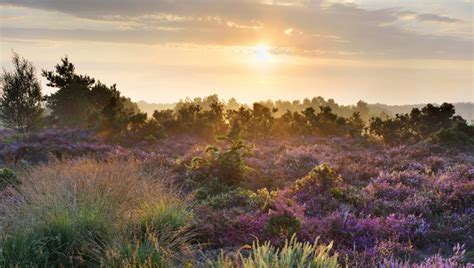 About – Heathland - South Downs National Park Authority