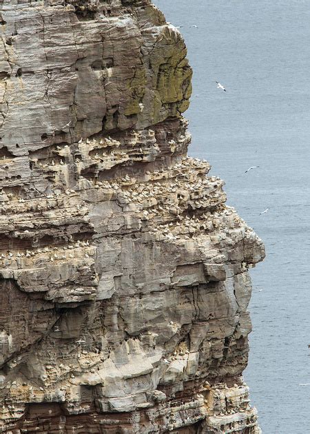 DG Wildlife by Dalia Kvedaraite and Giedrius Stakauskas | Wildlife in Shetland Islands