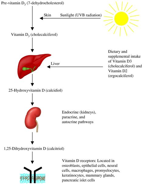 Metabolismo Vitamina D