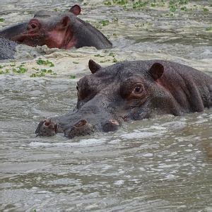 Wildlife Benin West African Savanna Buffalo | AfricaHunting.com