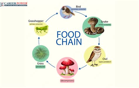 Food Chain: Definition, Types, Examples, and Diagram