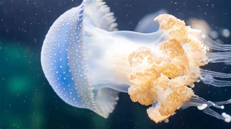 Jellyfish Lifespan: How Long Do Jellyfish Live? - A-Z Animals