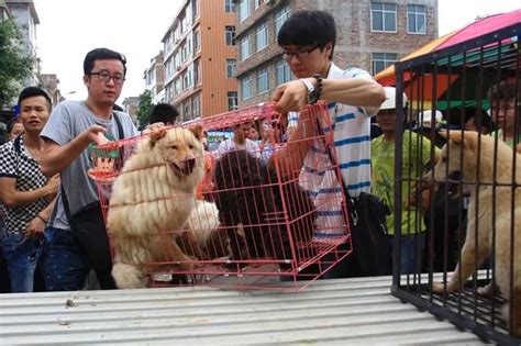 Animal rights activists buy dozens of dogs before they are EATEN at ...