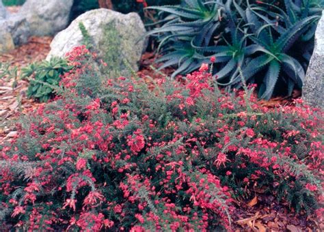 Grevillea lanigera 'Coastal Gem' - Boething Treeland Farms