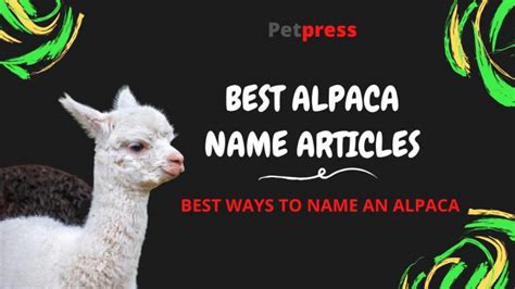 150 Best Alpaca Names - Cute & Funny Names for Your Alpaca - PetPress