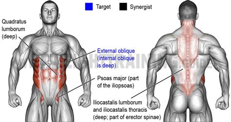 Seated-waist-rotation and lateral-waist-flexion exercises | Muscle Activation