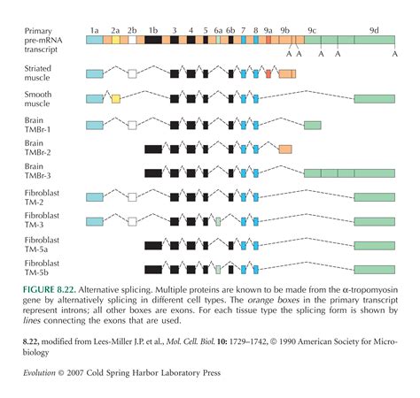 Evolution Figures: Chapter 8