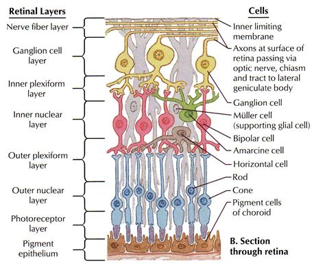 Where Did Retinal Ganglion Cells Come From - Margaret Greene Kapsels