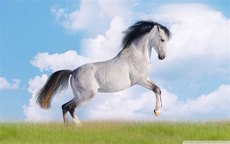 Horse Images – ايميجز