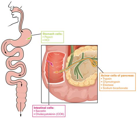 OpenStax AnatPhys fig.23.32 - Protein-Digesting Enzymes - English ...