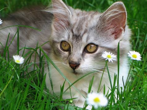 Kitten in daisies wallpapers and images - wallpapers, pictures, photos