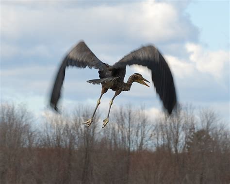 Rescue, Rehab and Release of a Great Blue Heron | IFW Blogs