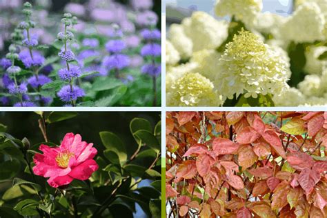 The Best Colorful and Fall Blooming Shrubs for Your Yard