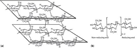 3 Cellulose structure showing hydrogen bonds (a) and two hydroxyl end... | Download Scientific ...