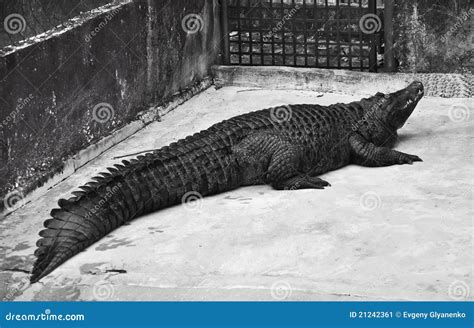 Black Crocodile Stock Image - Image: 21242361