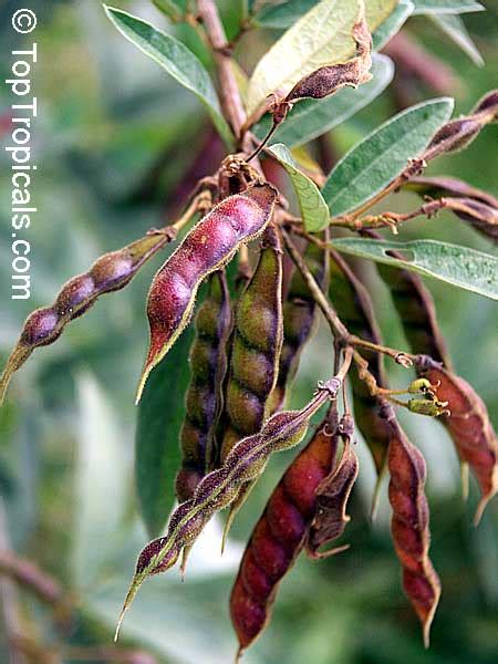 Gandul o árbol de gandules: le han salido pocas vainas, ¿por qué?