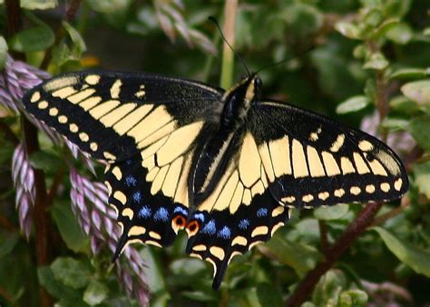 Anise Swallowtail (Laurelwood / Sugarloaf Park Guide) · iNaturalist