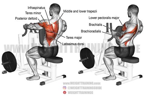 One Arm Dumbbell Row Muscles Worked