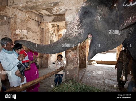 Temple elephant blessing child hi-res stock photography and images - Alamy