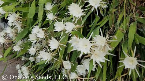 Night blooming Cereus, Orchid Cactus, Epiphyllum pumilum Cuttings