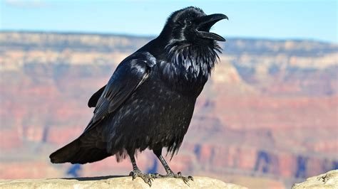 Ravens - Grand Canyon National Park (U.S. National Park Service)