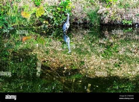 Grey Heron Ardea cinerea Furuichi kofungun Water reflection Burial ...