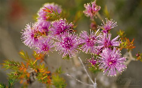 Melaleuca | Australian native plants, Melaleuca, Australian plants