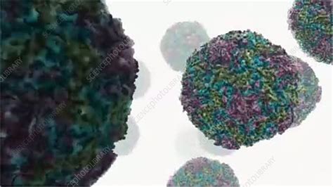 Human rhinovirus - Stock Video Clip - K003/1902 - Science Photo Library