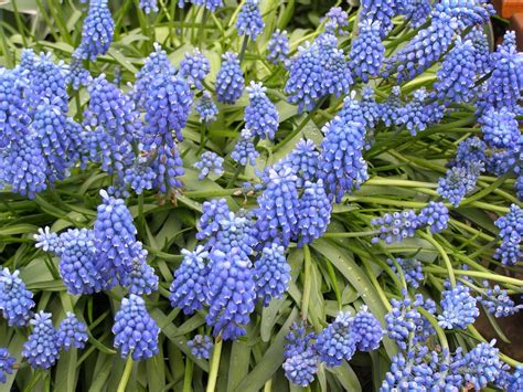 Hyacinth Wildflowers Flowers · Free photo on Pixabay