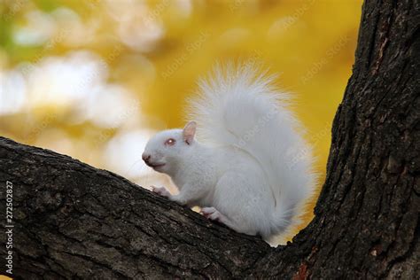 albino squirrel Stock Photo | Adobe Stock