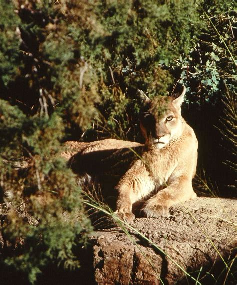 Photos: The Many Mammals of the North American Deserts | Live Science