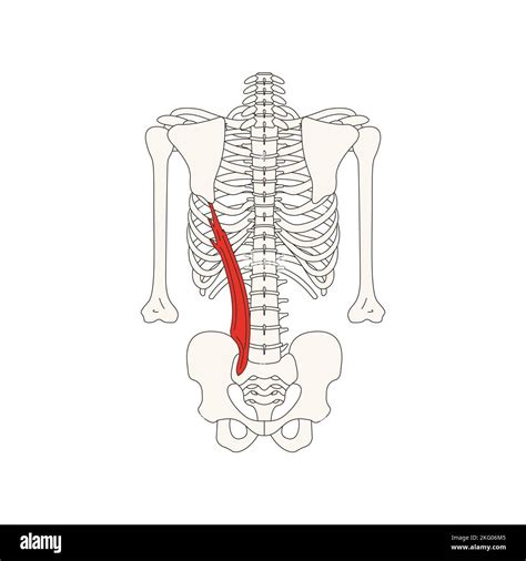 human anatomy drawing musculus iliocostalis lumborum Stock Photo - Alamy