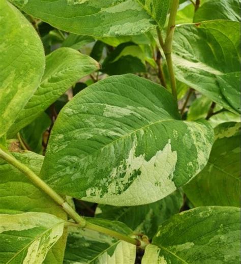 Persicaria virginiana 'Variegata' | Farmyard Nurseries