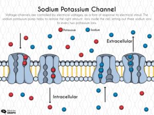 sodium-potassium-channel - Mind the Graph Blog