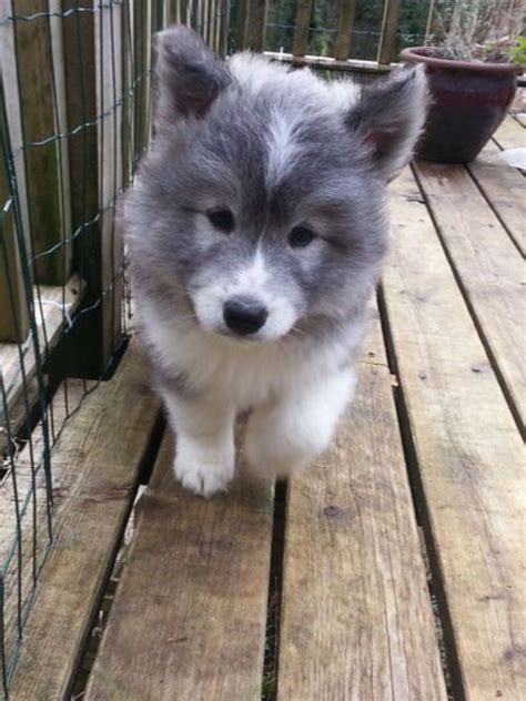 Husky Samoyed mix Animals Beautiful, Cute Animals, Husky Mix, Samoyed ...