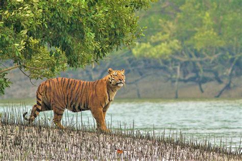 Sundarbans National Park | Wildlife Tour Packages Sundarbans