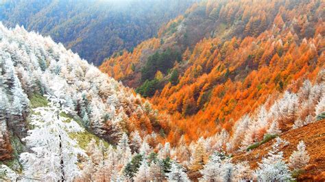 ｢霧氷と紅葉のカラマツ林｣長野, 松本 | Peapix