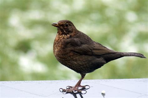 Free photo: Female Blackbird - Audacious, Bird, Black - Free Download ...