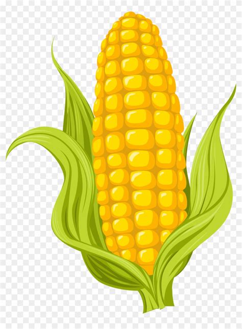 Maize Drawing Photography Illustration - Sweet Corn Pictures Cartoon - Free Transparent PNG ...