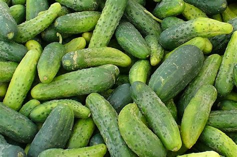 How to ferment half-sour cucumber dill pickles in brine – The Home ...