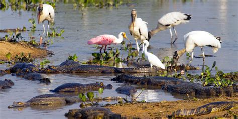 Pantanal Wildlife Ride: Animal Photography on Horseback - SCTE Brazil Travel