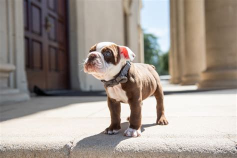 Meet George, the new University of Redlands mascot – Redlands Daily Facts