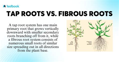 Taproot Fibrous Root: 17 Key Differences, Examples, 49% OFF