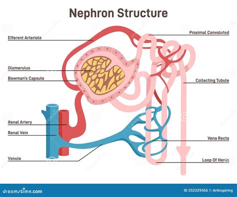 Nephron Structure. Urine Formation Organ, Functional Unit of the Kidney ...