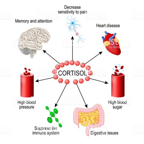 Cortisol hormone. functions in the body. It is hormone Released in... | Cortisol, Hormonas ...