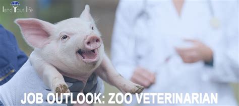 How to Become a Zoo Veterinarian | Fresh 2022 Education & Salary Guide