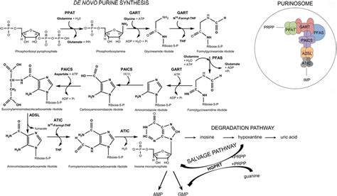 Scheme of de novo purine synthesis (DNPS), the salvage pathway, the ...