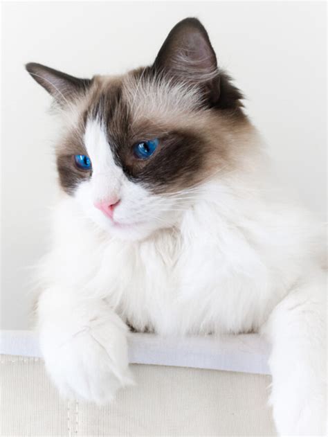 12 Things That Makes Seal Point Ragdoll Cats More Adorable Story - The ...