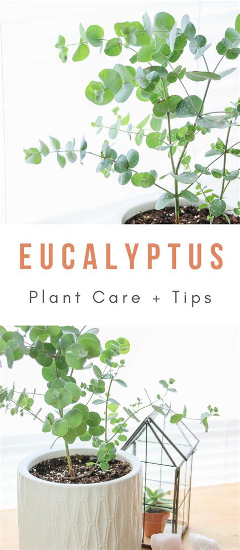 Eucalyptus Plant Care | Eucalyptus plant indoor, Growing plants indoors, Plants