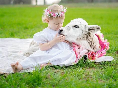 Little Girl Befriends Baby Cow That Lost Its Mom - ABC News